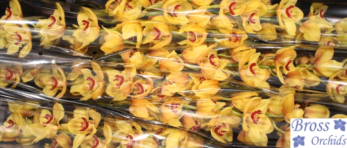 <h4>CYMB T RIJSENHOUT</h4>