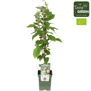 Actinidia deliciosa Jenny