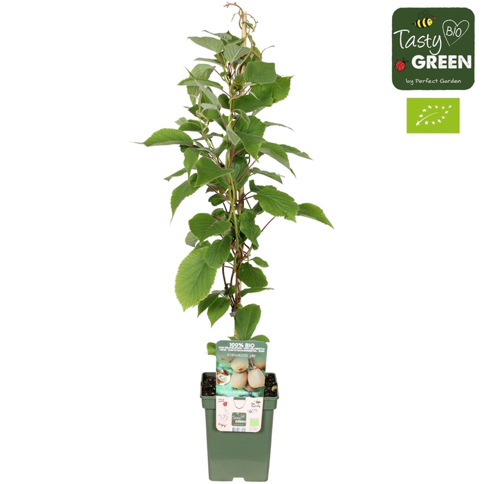 <h4>Actinidia deliciosa Jenny</h4>