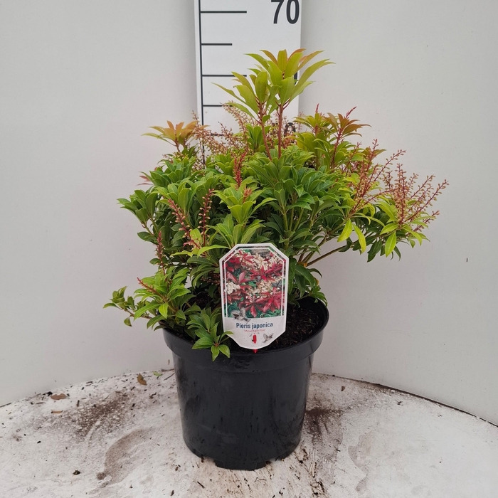 <h4>PIERIS JA MOUNT FIRE</h4>