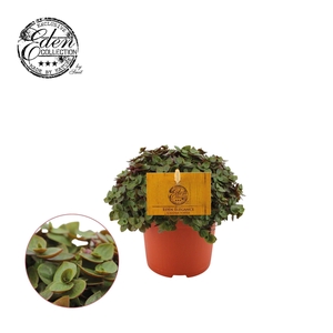 Callisia Turtle P10.5