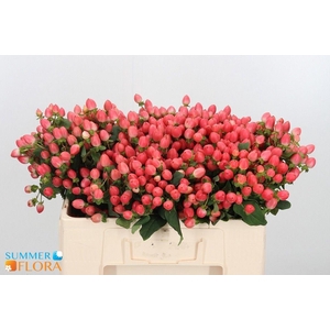 HYP MAG ROY PRINCESS