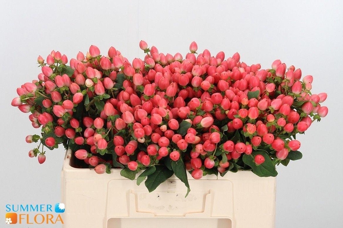 <h4>HYP MAG ROY PRINCESS</h4>