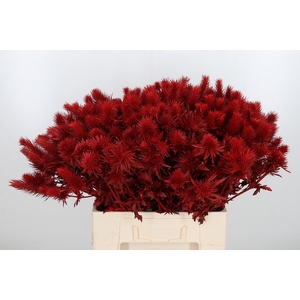 Eryn Supernova Kl Bh Rood