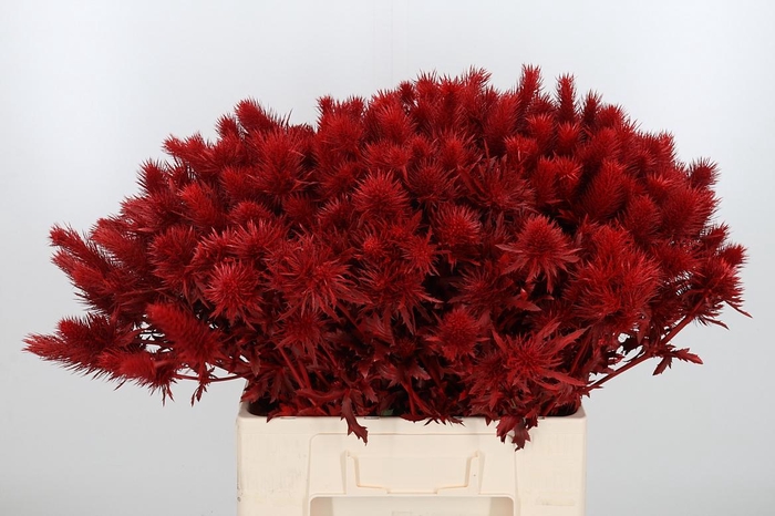 <h4>Eryn Supernova Kl Bh Rood</h4>