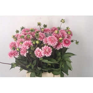 DAHL MISTY PINK