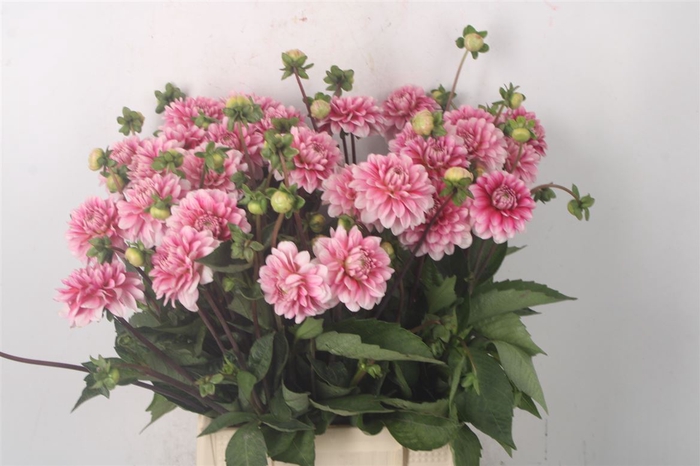 <h4>DAHL MISTY PINK</h4>