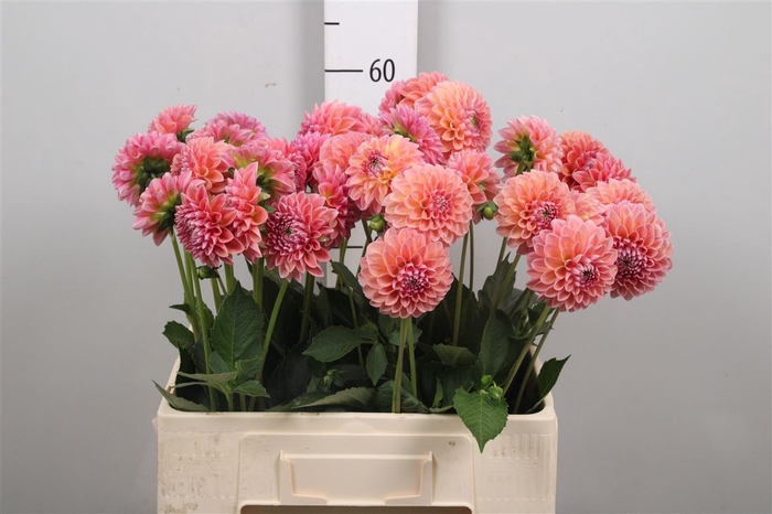 <h4>Dahl Lindas Baby</h4>
