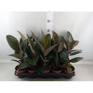 Ficus elastica 'Robusta'