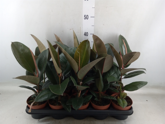 <h4>Ficus elastica 'Robusta'</h4>