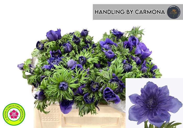 <h4>ANEM CO LEVAN BLU</h4>