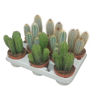 Cereus mix 10,5 cm in 8 gaats tray