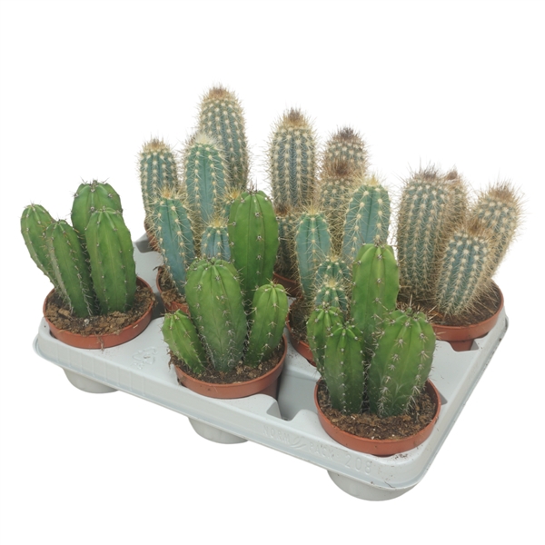 <h4>Cereus mix 10,5 cm in 8 gaats tray</h4>