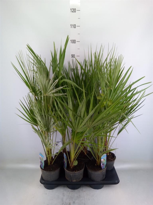 <h4>Chamaerops humilis</h4>