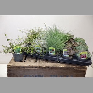 Vaste Plant Gem 5 So