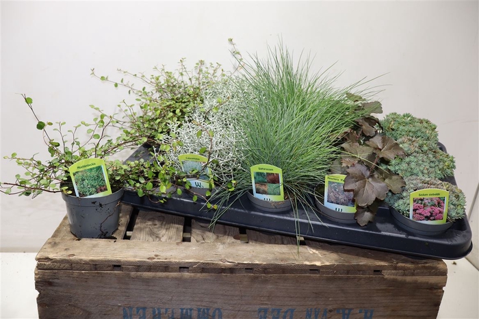 <h4>Vaste Plant Gem 5 So</h4>