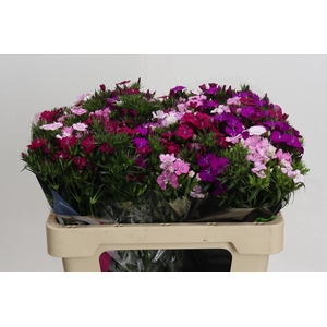 Dianthus Br Rainbow Mix