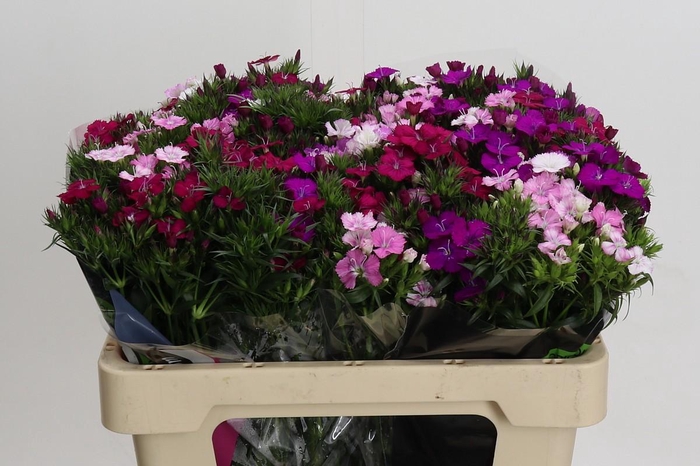 <h4>Dianthus Br Rainbow Mix</h4>