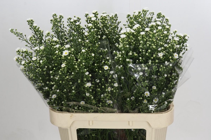 <h4>Aster Paquita</h4>