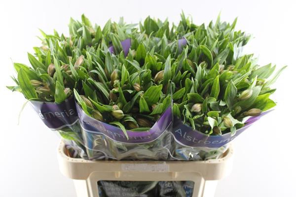 <h4>Alstr Pink Floyd</h4>