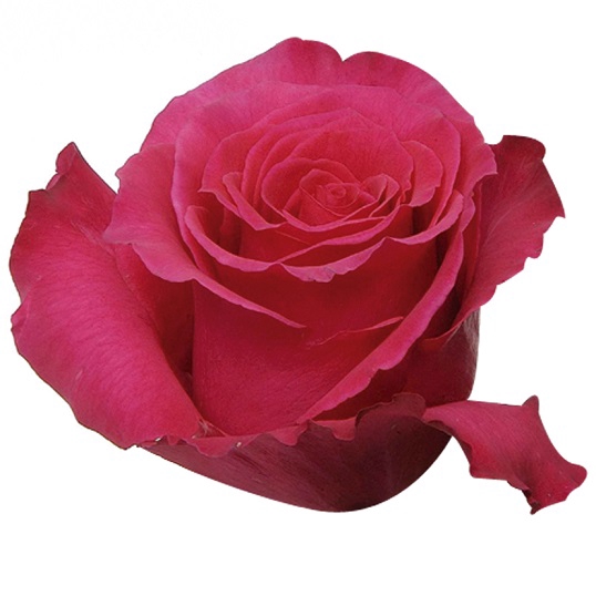 ROSA HOT LADY 060 CM ESTUFA