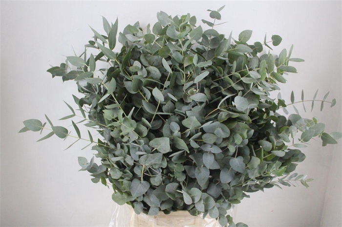 <h4>Euca Cinerea 300gr P Bunch</h4>