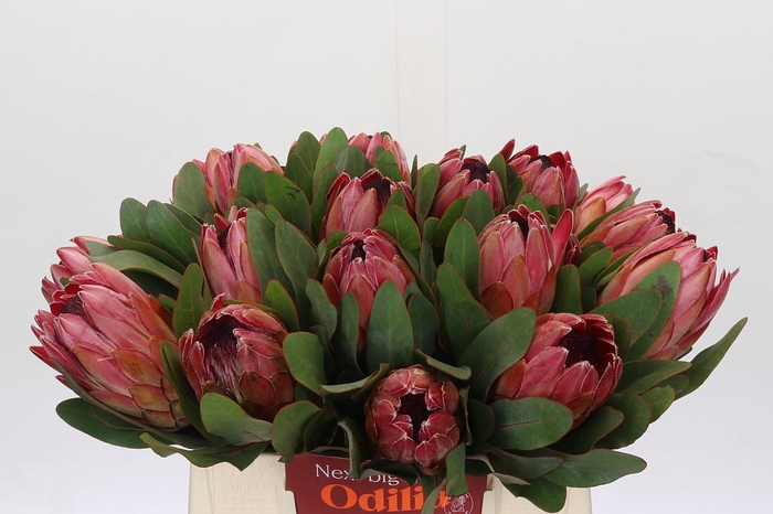 <h4>Protea Silvia</h4>