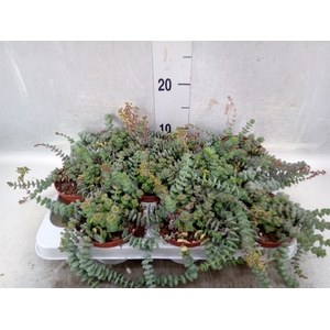 Crassula marnieriana