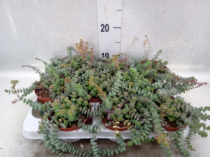 <h4>Crassula marnieriana</h4>