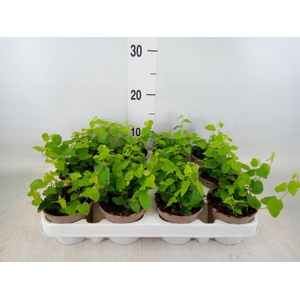 Ficus pumila 'Sunny Green'