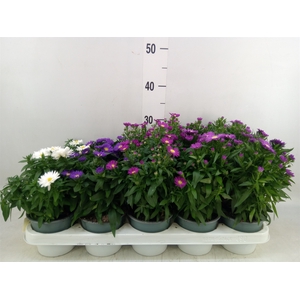 Aster n-b 'Starletta' ..mix