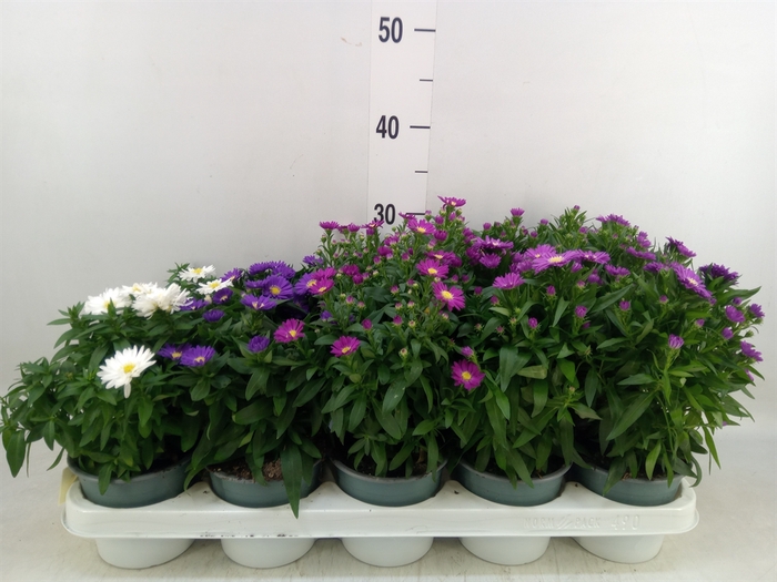 <h4>Aster n-b 'Starletta' ..mix</h4>