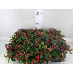 Gaultheria proc.
