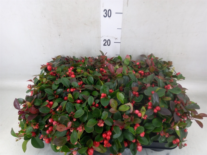 <h4>Gaultheria proc.</h4>