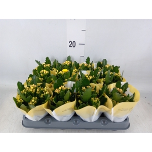 Kalanchoe  'RoseFlow Ruth'
