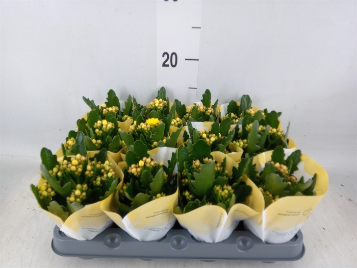 <h4>Kalanchoe  'RoseFlow Ruth'</h4>