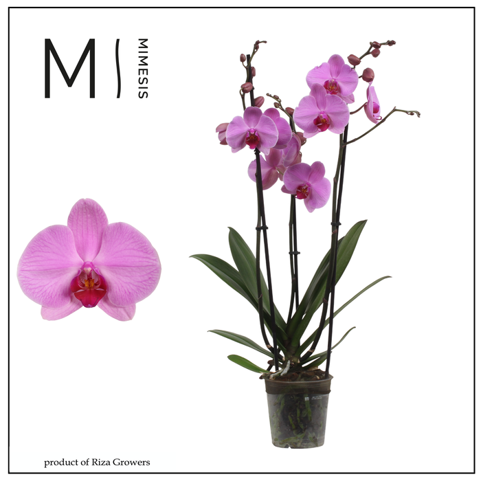 <h4>Phalaenopsis Orlando 3 spike – 12cm | Mimesis</h4>