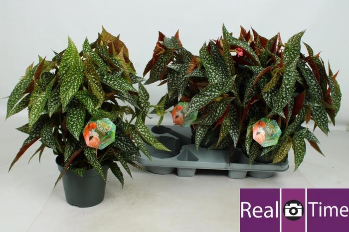 <h4>BEG DOUBLE DOT</h4>