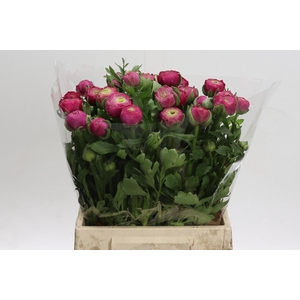 Ranunculus Aazur Deep Rose