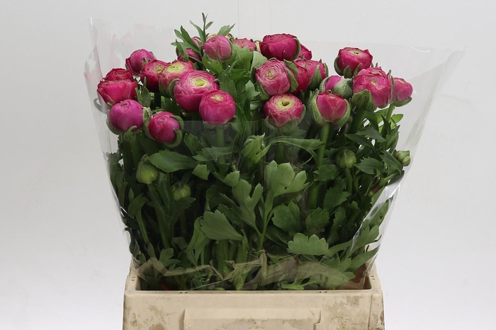 <h4>Ranunculus Aazur Deep Rose</h4>