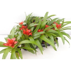 Guzmania Tempo 9Ø 25cm