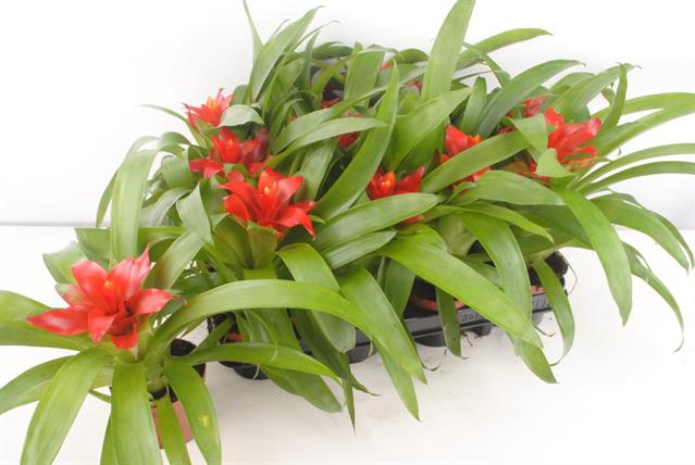 Guzmania Tempo 9Ø 25cm