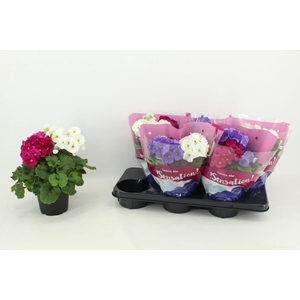 Primula 'Touch Me' Duo Carnaval