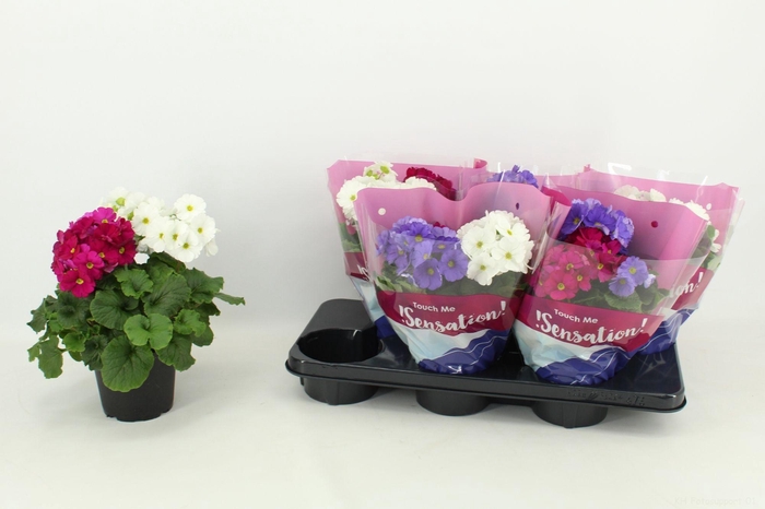 <h4>Primula 'Touch Me' Duo Carnaval</h4>