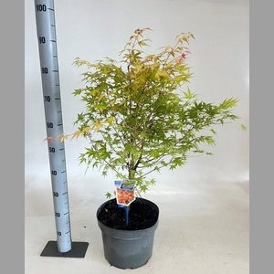 ACER PA KATSURA