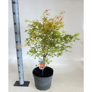 ACER PA KATSURA