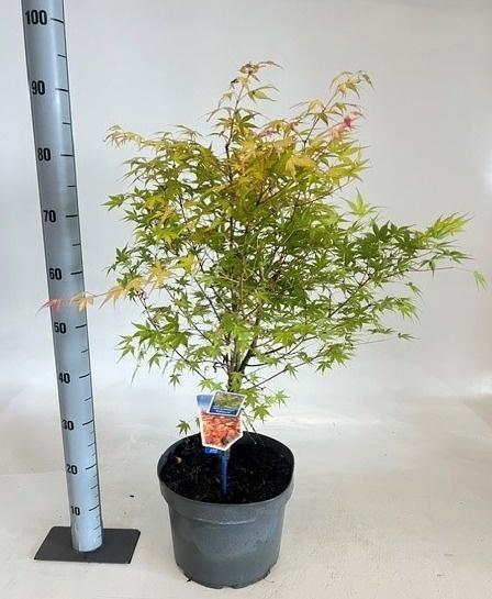 <h4>ACER PA KATSURA</h4>