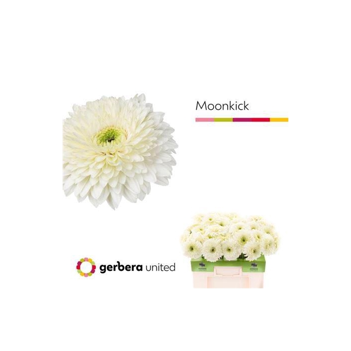 <h4>Ge Gr Pom Terra Moon Kick</h4>