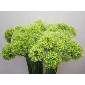 Allium Mount Groen