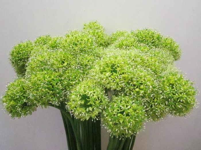 <h4>Allium Mount Groen</h4>